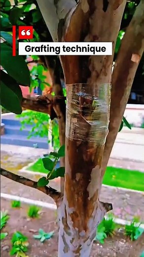 How to Air Layer a Tree (Step-by-Step Guide)