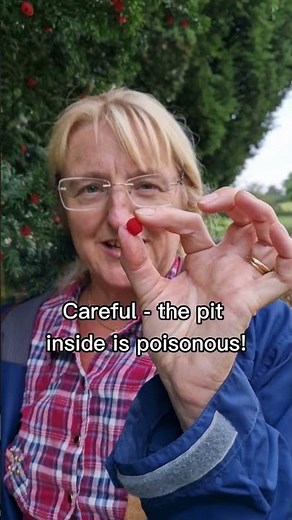 Yew tree - not all parts are poisonous