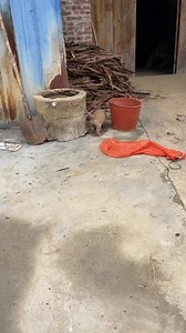 6.1K views · 87 reactions | The Sweetest Sound That Makes Puppies Instantly Happy!  #Wildlife #Dogs #AdorableSounds #HappyPups#Pets #CuteAnimals #PuppyReactions #AnimalLover #Cats #PetVideos | Doggie Daily | Facebook