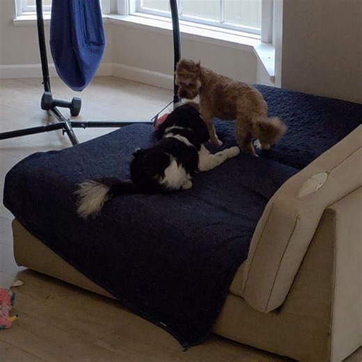 @shirepetstaycation on Instagram: "🐾 Reintroducing Boo! 🐾 Our sweet little toy Cavoodle friens Boo recently returned for a 2 week stay joined by her sister Gidget 🐶💕 This time around, Boo had plenty of energy for play. She has become such a confident pup and attached herself to us. Often sitting above my shoulder on the lounge and showering us with affection. She also loved the other oodles in our company 🐶💗 🐾 Need reliable pet care? We off