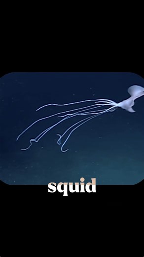 This Alien-Looking Squid Has Arms 20x Its Body! 🦑🌌