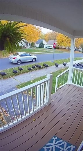 Turkey Takeover! 🦃🚗 | Wild Turkeys March Like Soldiers Down Suburban Street (Caught on Security Cam) #TurkeyTakeover #CaughtOnCamera #WildlifeHumor #FunnyAnimals #SecurityCamFootage #SuburbanWildlife #AnimalMarch #TurkeySquad #ViralVideo #CinematicComedy #BirdsInFormation #WildlifeCaughtOnCam | Sora56