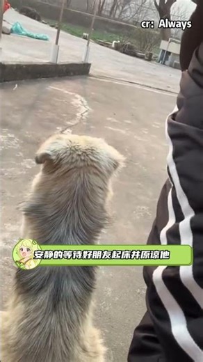 小狗不会说话但小狗爱你 #小狗 #治愈 #暖心 #狗狗 #友谊#shorts