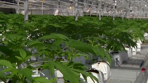 Trump reclassifies marijuana, marking first major federal shift in decades