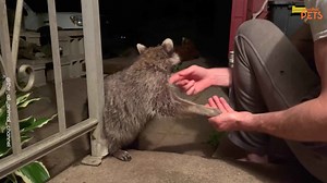 Man’s Unbelievable Bond with Wild Animals Will Melt Your Heart