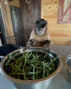 Monkey snapping green beans.