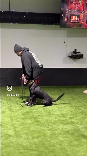 Some PSA training today #dogtraining