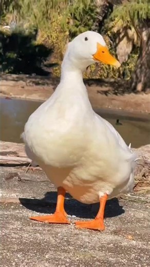 Meet the Pekin Duck — America’s Favorite Farm Duck! 🦆🇺🇸#PekinDuck #DuckFacts #Moscotv