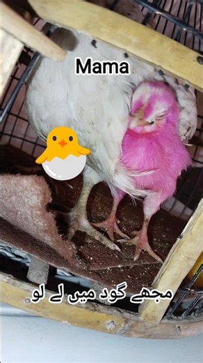 Mama, I want cuddles 🐥💕 #chicks #ytshorts #iran #usa #uk