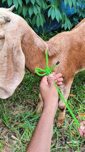 Smart Way to Tie a Goat Safely!🐐