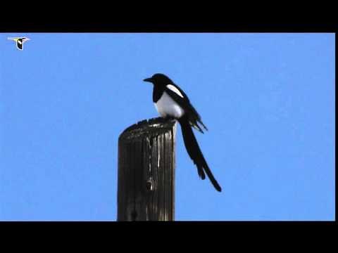 A Black-billed Magpie sits on a high perch