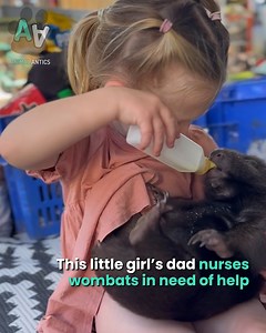7.4K views · 269 reactions | Girl is obsessed with caring for wombats  | Animal Antics | Facebook