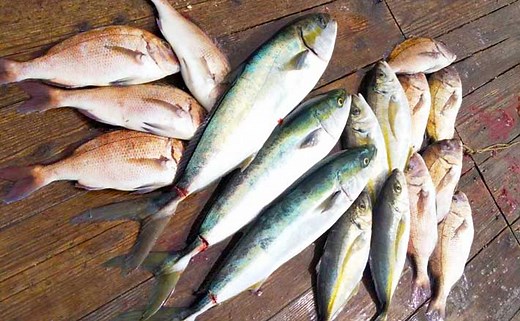 三重県の人気『海上釣り堀』10選 初心者から上級者まで満喫間違いなし | TSURINEWS - Part 2