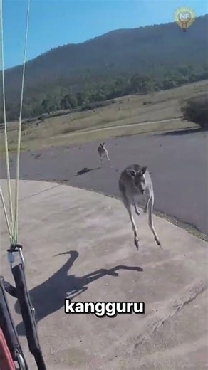 This Man Was Attacked by a Kangaroo While Landing His Paraglider 😲🦘 #uniquefacts #australia #kang...