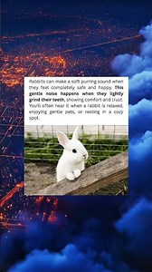 Why Bunnies Purr When They’re Happy 🐰💛