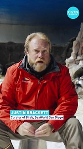 3.8K views · 114 reactions | SeaWorld San Diego is welcoming a new female emperor penguin. They’re asking the public to help name the new chick. The three choices for the chick's name are "Pearl," "Pandora," and "Astrid," said SeaWorld. Her name will be announced November 1. #Penguin #Emperor #SanDiego #SeaWorld #cgtnamerica | CGTN | Facebook