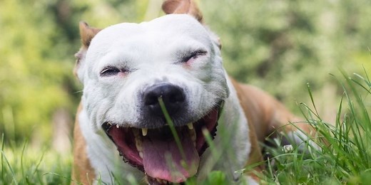 Your Dog Keeps Gagging? Here’s Why and How to Fix It