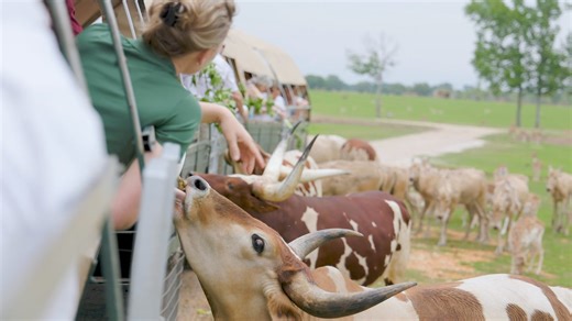 246 reactions · 51 shares | Here at Global Wildlife Center, we want...