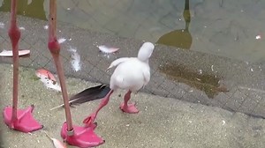 85K views · 2K reactions | Baby Flamingo practicing to stand on one leg. | Our Planet | Facebook