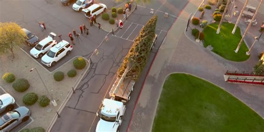 Arizona’s tallest fresh-cut Christmas tree arrives in Anthem