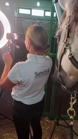 What does my horse do for a living?