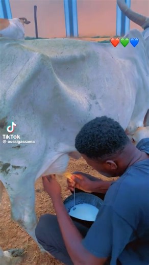 Xamunde 🥛 Yigon da na xamu 🥛🤩🥰 #soninkara #soninké #maraka | Soninkara Culture