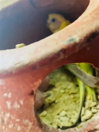 Barzi running pair with baby. #shorts