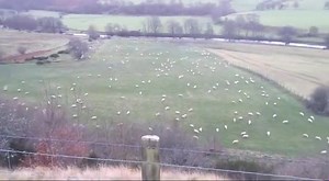 892 reactions · 751 shares | 'Ewes are in the wrong field!' These naughty sheep quickly behave themselves after being chastised by a farmer | BBC Wales News | Facebook
