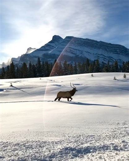 Canada’s Alberta on Instagram: "If hiding from Monday looked this peaceful, we’d do it too. We get why these elk are choosing to hide in the snow. ❄️ 🫎 📍 Banff National Park 📸 by @erikmcr *Please note that a professional photographer took this video while following guidelines for wildlife photography. Never leave your vehicle to observe wildlife, never feed wildlife, and always maintain at least a 100-metre (328-foot) distance away from large animals. This video was taken with a long zoom len
