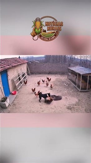 CACHORRO SALVA GALINHA DE AGUIA