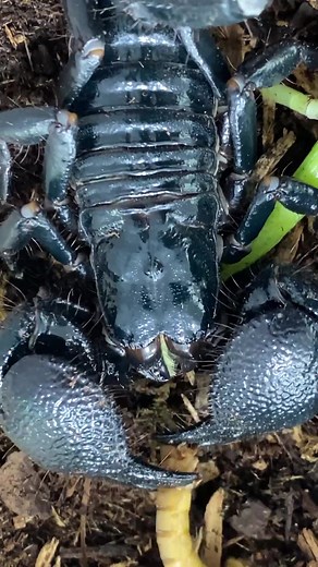 Achilles the Pet Scorpion Feasting on a Beetle Larva!