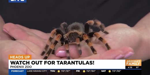 Tarantula mating season begins in Arizona