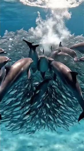 Dolphin Ocean Calm 🌊✨ | Peaceful Underwater Ambience & Soft Music for Deep Sleep