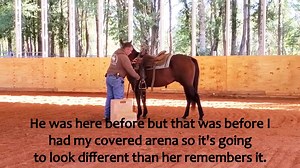 Ranch Trail, this needs to be his job. He likes it and is good at it. | Tim Anderson Horse Training