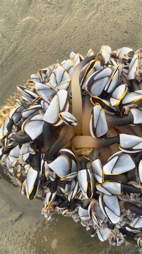 If these Gooseneck Barnacles are still moving is it okay to harvest and eat them? #oregon #oregoncoast #gooseneckbarnacles #seafood | Bernadette Theresa Foley