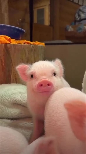 1 de noviembre — 🌱 Día Mundial del Veganismo 🌱 Hoy recordemos que cada elección, por pequeña que parezca, puede tener un gran impacto. Elegir compasión, cuidar el planeta y disfrutar de lo que la tierra nos da es una forma hermosa de vivir con propósito. 💚 Sigamos haciéndolo por ellos, por nosotros y por un futuro más amable. 🌱 #vegan #díamundialdelveganismo #1nov #plantbased #peruvianveef | Peruvian Veef