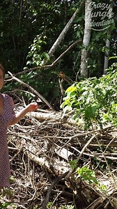 Baby Hawk Fell From Nest – Gentle Rescue! 🦅👶🔥 #JungleLife #BabyHawk #OffGridLiving | Crazy jungle adventures