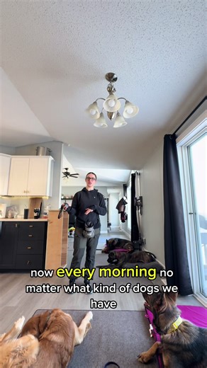 morning routine with the all day training program #dogwalkerlife #dogwalker #dog