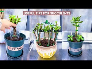 Succulent Plant Care for Beginners: The Ultimate Guide to Keep Them Alive