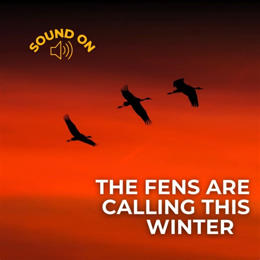 Answer the call of the Common Crane Watch Common Cranes gather at the Nene Washes, their bugling calls carrying over the marsh. These elegant giants are one of the UK’s great winter wildlife sights - and you could be there when they take centre stage. 🔗 Join BirdGuides in our The Fens in winter tour! Read the full tour itinerary here: https://bit.ly/fenswinter26 #BirdingAdventure #CranesInWinter #BirdGuidesTravel #CommonCrane | BirdGuides.com