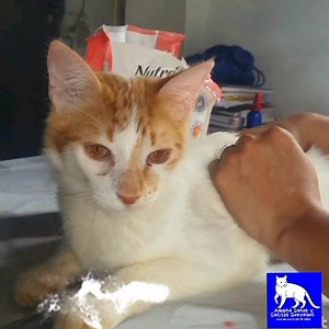 ARTURO Y FELIPE Estos Hermosos Gatos están en Adopción Responsable...