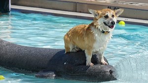 THAT'S PAW-SOME | Free dog swim returns to Richmond Park pool this month