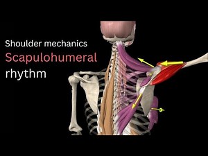 Scapulohumeral rhythm - learn shoulder mechanics from an Exercise Physiologist