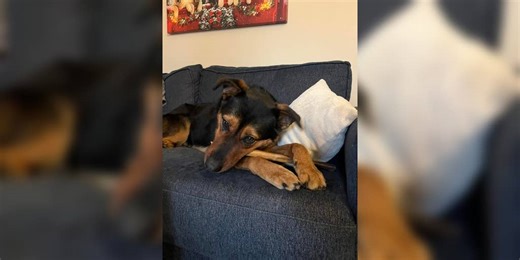 'Blessing in disguise': 120 animals evacuated from Washington animal shelter ahead of flooding