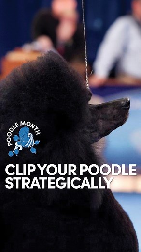 Want to know more about clipping (and colouring in) your Poodle strategically? Watch today's tutorial to learn how! Sign up and gain unlimited, lifetime access to all 12 tutorials (one released everyday until April 30th) here👉 https://bit.ly/12dop2024 | Leading Edge Dog Show Academy
