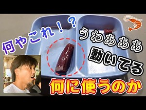 タイ・パタヤのエビ釣り堀が楽しすぎた🍤1時間100バーツで釣り放題！ビールを飲みながらのんびりと。