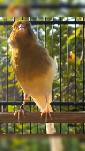 bird sounds | canary bird #bird #animallife #canary