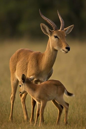 Wildlife in 3D: Stunning Jungle Animals Come Alive! 🌿🦁