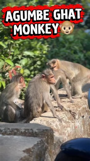 Mr_shai on Instagram: "AGUMBE GHAT 🐵 #agumbeghats #agumbeghat #forest #waterfall #waterfalls"