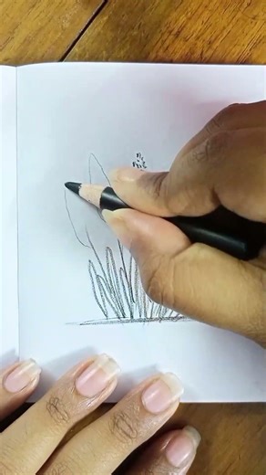 lavender flower drawing